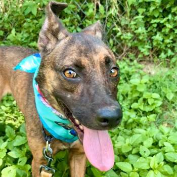 Nutmeg -  Greyhound and Plott Hound Dog for Adoption in Austin, Texas - Nutmeg | PetCurious