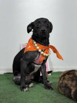 Baby girl-One of our Amazing Rescue Dogs -  Chihuahua and Whippet Dog for Adoption in Carlsbad, California - Baby Girl-One Of Our Amazing Rescue Dogs | PetCurious