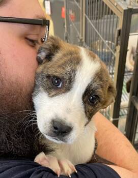 Rescue Pit Bull Terrier Dogs for Adoption in Dalton, Georgia - Heidi | PetCurious