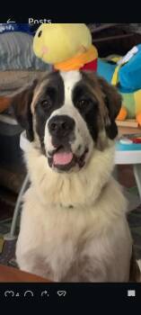 Great Pyrenees and Saint Bernard Dogs Available for Adoption - Mary Jane  | PetCurious