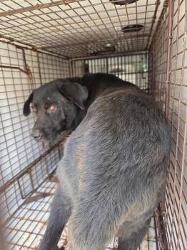 Leroy -  Mixed Breed Dog for Adoption in Mobile, Alabama - Leroy | PetCurious