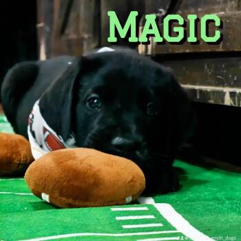 Great Dane and Black Labrador Retriever Dogs Available for Adoption - Magic | PetCurious