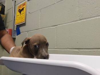 DUMPLING -  Pit Bull Terrier and Mixed Breed Dog for Adoption in Tulsa, Oklahoma - DUMPLING | PetCurious