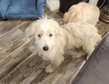 Spider-Man - great puppy power! -  Shih Tzu and Cocker Spaniel Dog for Adoption in Ocean Township, New Jersey - Spider-Man - Great Puppy Power! | PetCurious