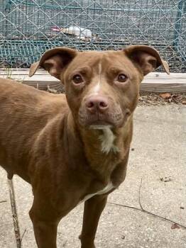 Athena -  Pit Bull Terrier Dog for Adoption in Glasgow, Kentucky - Athena | PetCurious