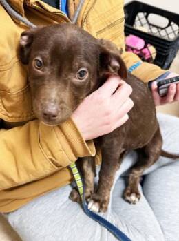 Mixed Breed Dogs Available for Adoption - Lagoon | PetCurious