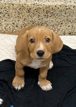 Pisces 63754 -  Basset Hound and Mixed Breed Dog for Adoption in Aiken, South Carolina - Pisces 63754 | PetCurious