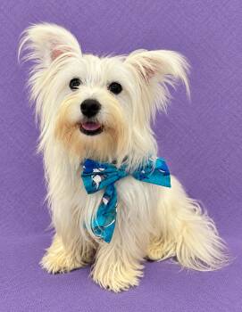 Milo -  Maltese Dog for Adoption in Lodi, California - Milo | PetCurious