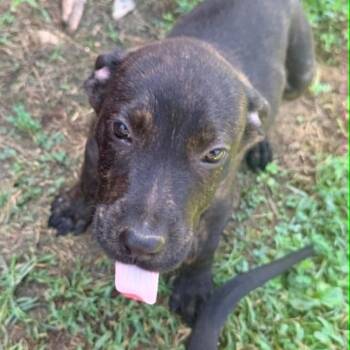 Arvil -  Mountain Cur and Labrador Retriever Dog for Adoption in Nashville, Tennessee - Arvil | PetCurious
