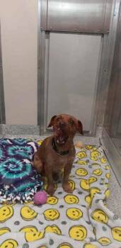 Rescue Terrier Dogs for Adoption in Annapolis, Maryland - Broski | PetCurious