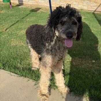 Bossco -  Mixed Breed Dog for Adoption in Tulsa, Oklahoma - Bossco | PetCurious