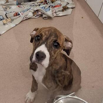 Rosie -  Boxer and Mixed Breed Dog for Adoption in Zanesville, Ohio - Rosie | PetCurious