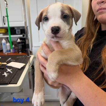 Rufus -  Pit Bull Terrier Dog for Adoption in Phoenix, Arizona - Rufus | PetCurious