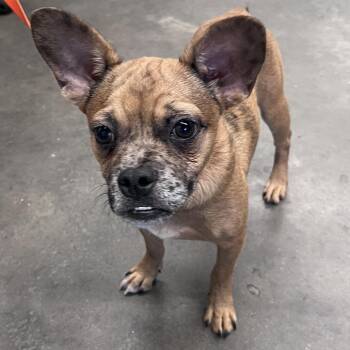 Taco -  French Bulldog and Mixed Breed Dog for Adoption in Tampa, Florida - Taco | PetCurious