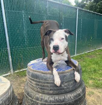 Violet: Adopt or Forever Foster -  Pit Bull Terrier and Boxer Dog for Adoption in Rochester, New York - Violet: Adopt Or Forever Foster | PetCurious
