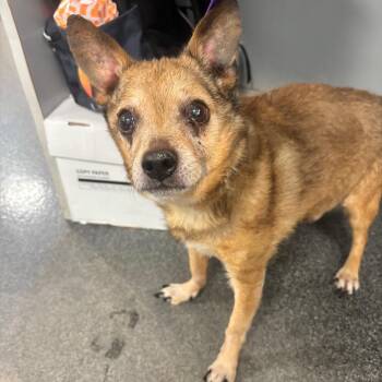 Tanner -  Mixed Breed Dog for Adoption in Allentown, Pennsylvania - Tanner | PetCurious