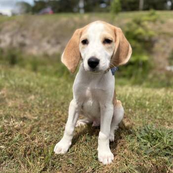 Hound Dogs Available for Adoption in Chesapeake, Virginia - Boxelder | PetCurious