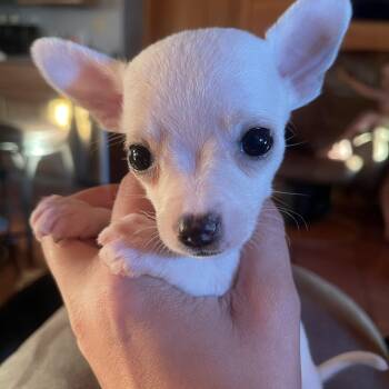 Mac -  Chihuahua and Boston Terrier Dog for Adoption in Winter, Wisconsin - Mac | PetCurious