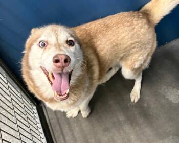 Baret -  Husky Dog for Adoption in Henderson, North Carolina - Baret | PetCurious