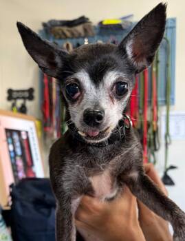 Abby -  Chihuahua Dog for Adoption in St. Augustine, Florida - Abby | PetCurious