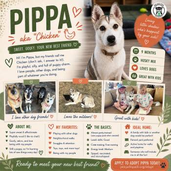 Siberian Husky Dogs Available for Adoption in Pflugerville, Texas - Pippa Aka Chicken | PetCurious