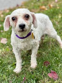 Rescue Bichon Frise Dogs for Adoption in Malvern, Pennsylvania - Cameo | PetCurious