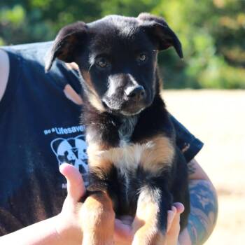 CT Baby -  German Shepherd Dog Dog for Adoption in Eastford, Connecticut - CT Baby | PetCurious