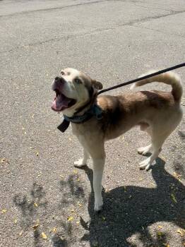 Rescue Husky Dogs for Adoption in Binghamton, New York - Zontous | PetCurious