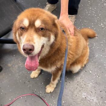Christina 5804 -  Mixed Breed Dog for Adoption in Loxahatchee Groves, Florida - Christina 5804 | PetCurious