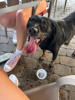 Marko -  Mixed Breed Dog for Adoption in Cincinnati, Ohio - Marko | PetCurious