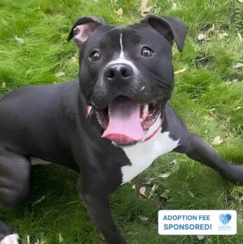 Cheese -  Pit Bull Terrier Dog for Adoption in Naperville, Illinois - Cheese | PetCurious