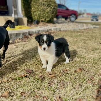 Australian Cattle Dog Blue Heeler and Australian Shepherd Dogs Available for Adoption - Wynonna | PetCurious