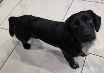 Moo -  Dachshund and Spaniel Dog for Adoption in Sedalia, Colorado - Moo | PetCurious