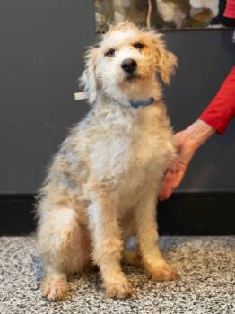 Rescue Mixed Breed Dogs for Adoption in West Chester, Pennsylvania - Jane | PetCurious