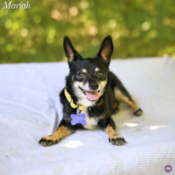 Mariah -  Chihuahua and Mixed Breed Dog for Adoption in Hopkinton, Massachusetts - Mariah | PetCurious