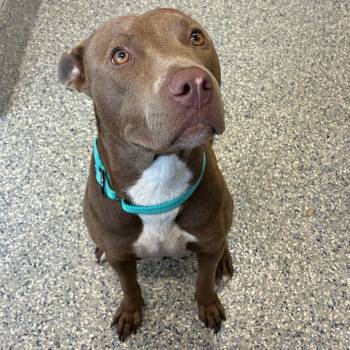 Pecan -  Mixed Breed Dog for Adoption in Dearborn, Michigan - Pecan | PetCurious