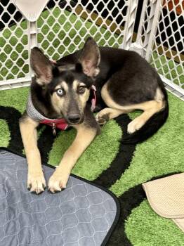 Jane -  Shepherd Dog for Adoption in Tucson, Arizona - Jane | PetCurious