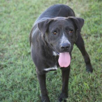 Rescue Black Labrador Retriever Dogs for Adoption in Natchitoches, Louisiana - Odie B | PetCurious