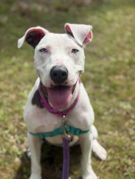 Pancake -  Catahoula Leopard Dog Dog for Adoption in St. Augustine, Florida - Pancake | PetCurious