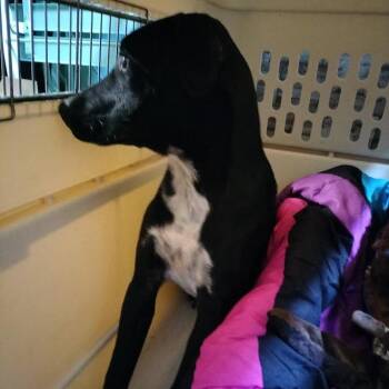 Van Gogh -  German Shepherd Dog and Australian Cattle Dog Blue Heeler Dog for Adoption in Brooksville, Kentucky - Van Gogh | PetCurious