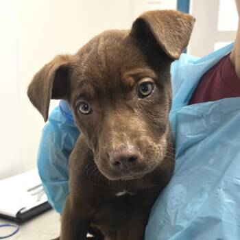 Australian Kelpie and Australian Shepherd Dogs Available for Adoption - Bria | PetCurious