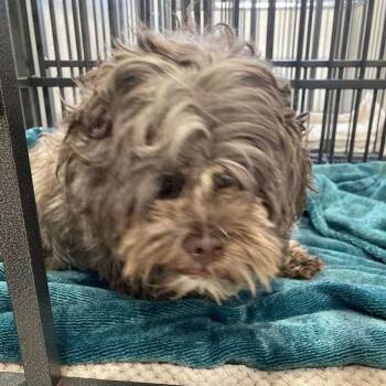 Boomer -  Shih Tzu Dog for Adoption in Lake Havasu City, Arizona - Boomer | PetCurious