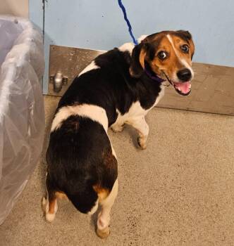 Daisy -  Beagle Dog for Adoption in Bloomington, Indiana - Daisy | PetCurious