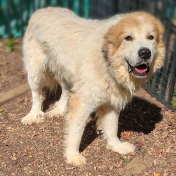 Rescue Great Pyrenees Dogs for Adoption in Charlottesville, Virginia - Waddles | PetCurious