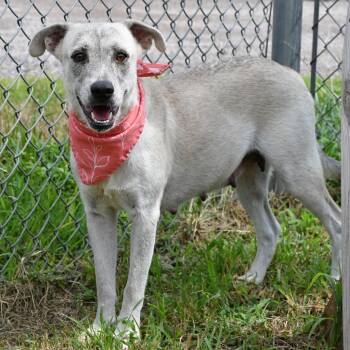 Mina -  Shepherd and Black Labrador Retriever Dog for Adoption in Beaumont, Texas - Mina | PetCurious