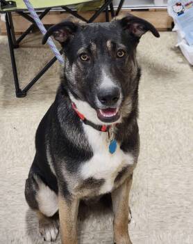 Tiana -  Shepherd and Husky Dog for Adoption in Sioux City, Iowa - Tiana | PetCurious