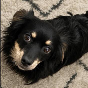 Munchkin, tiny legs, giant heart. -  Dachshund Dog for Adoption in Houston, Texas - Munchkin, Tiny Legs, Giant Heart. | PetCurious