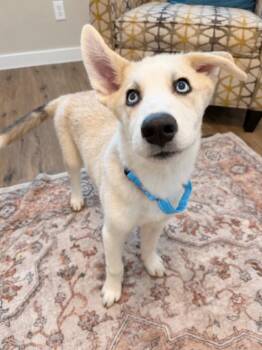 John Snow -  Husky and Great Pyrenees Dog for Adoption in Friendswood, Texas - John Snow | PetCurious