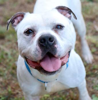 Rescue Pit Bull Terrier and Mixed Breed Dogs for Adoption in Kansas City, Kansas - McGee (AO35008) | PetCurious