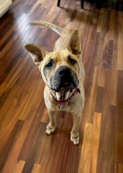 Rescue Mixed Breed Dogs for Adoption in Valley View, Ohio - Dagwood | PetCurious